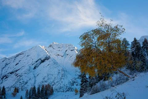 Snow covered trees Stock Photos