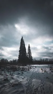 Snow covered trees Stock Photos