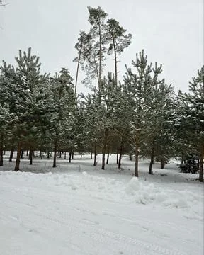 Snow covered trees Stock Photos