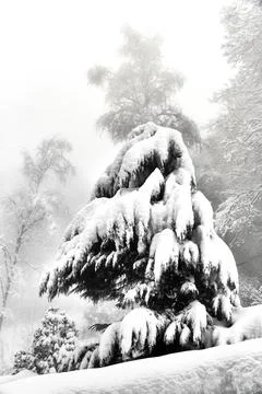 Snow-covered trees. Stock Photos