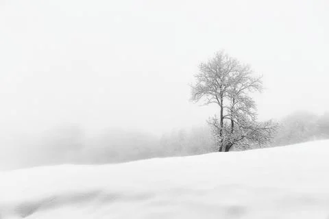 Snow-covered trees. Stock Photos