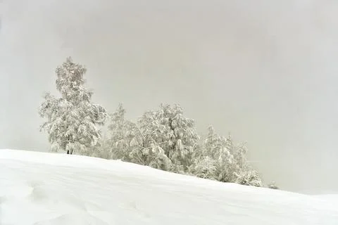 Snow-covered trees. Stock Photos