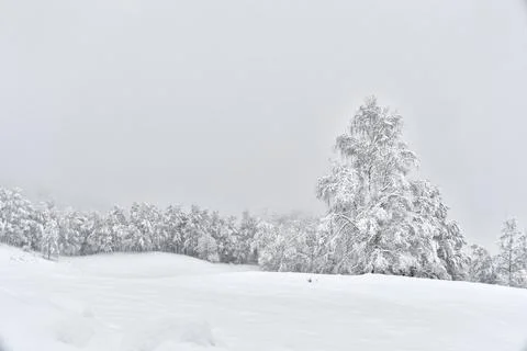 Snow-covered trees. Stock Photos