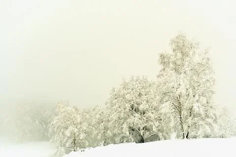 Snow-covered trees. Stock Photos