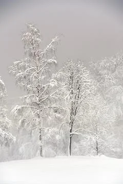 Snow-covered trees. Stock Photos