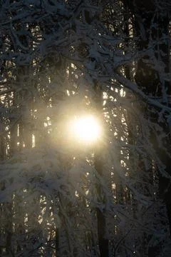 Snow Covered Trees Stock Photos