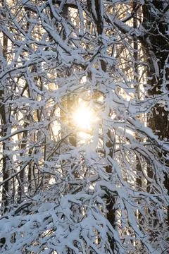 Snow Covered Trees Stock Photos
