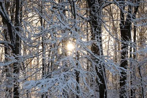 Snow Covered Trees Stock Photos