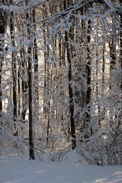 Snow Covered Trees Stock Photos