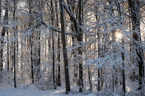 Snow Covered Trees Photos
