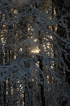 Snow Covered Trees Stock Photos