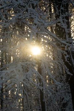 Snow Covered Trees Photos