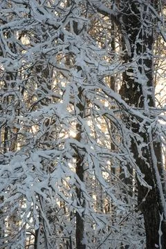 Snow Covered Trees Stock Photos
