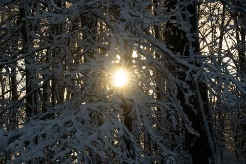 Snow Covered Trees Stock Photos