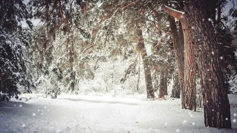 Snow-covered trees plants forest in winter filter, effect. Stock Footage 84026782