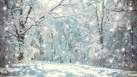 Snow-covered trees plants forest in winter filter, effect. Stock Footage 84266202