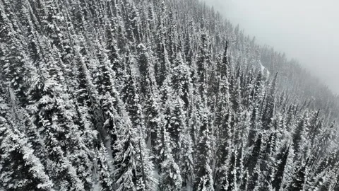 Snow Covered Trees In The Pristine Backcountry Of Whistler Blackcomb Mountain 스톡 동영상 333678988