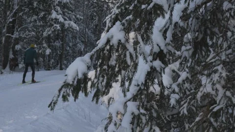 Snow-covered trees in a quiet forest during winter afternoon Stock Footage 343507374