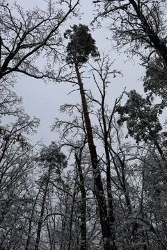 Snow covered trees reaching for the cloudy sky in winter forest Stock Photos