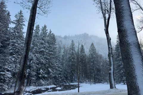 Snow-covered Trees by a River in Winter With Fog on a Mountain in the Backg.. Stock Photos