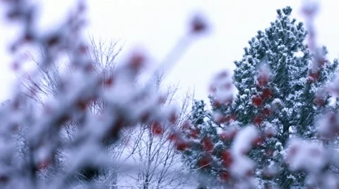 Snow Covered Trees - Shallow Depth of Field Stock Footage 44344319