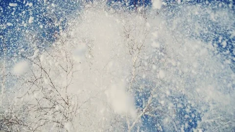 Snow-covered trees shimmer under clear blue sky in winter wonderland Stock Footage 303803524