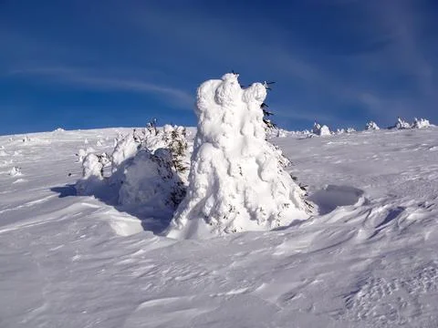 Snow Covered Trees on a Sloping Hill Under a Clear Blue Sky Stock Photos