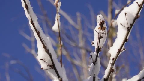 Snow-covered trees slow motion after storm Stock Footage 318541174