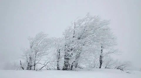 Snow covered trees. Snowfall Stock Footage 31963998