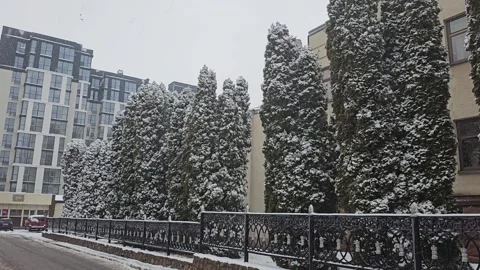 Snow Covered Trees Snowfall Stock Footage 295200087