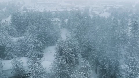 Snow covered trees in spruce forest with moving mist or cloud, Aerial winter 4K Video stock 251938099