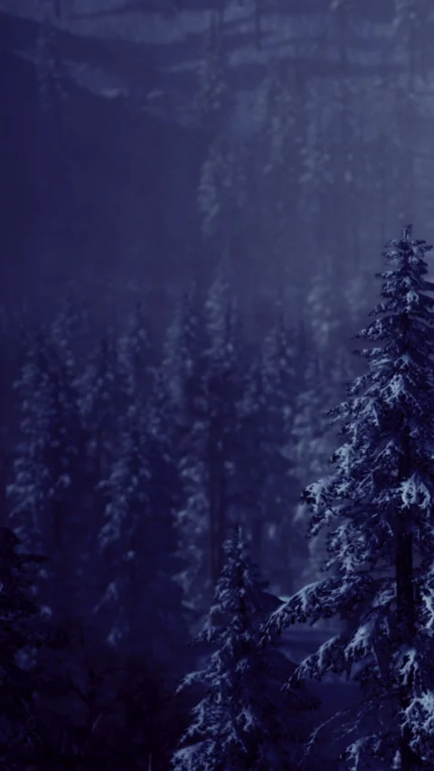 Snow covered trees stand still in the dark forest at night Stock Footage 335969475