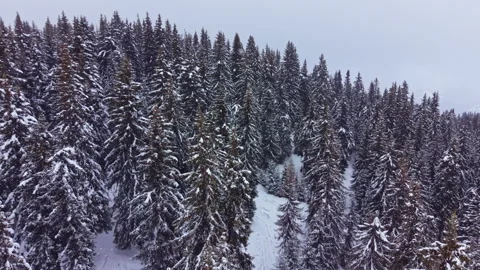 Snow-covered trees stand tall on a mountainside in winter, showcasing the beauty Video stock 331068076