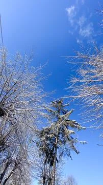 Snow covered trees stand under a clear blue sky during winter in a resident.. Foto stock