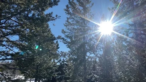 Snow covered trees with sun Vídeos de archivo 149544882