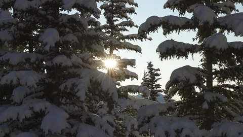 Snow Covered Trees Sun Shining Summer Mountains Stock Footage 122108156