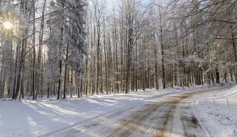 Snow covered trees in the sunlight Stock Photos