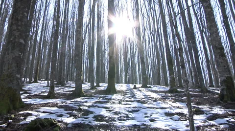 Snow covered trees on a sunset Video stock 36895974
