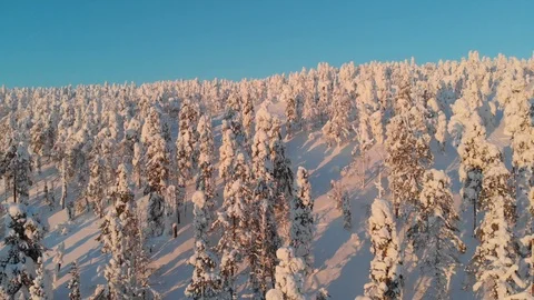 Snow covered trees in sunset 動画素材 116190960