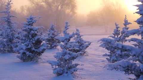 Snow Covered Trees at Sunset Vídeo Stock 145887212