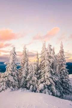 Snow Covered Trees at Sunset in Winter Stock Photos