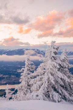 Snow Covered Trees at Sunset in Winter Foto stock