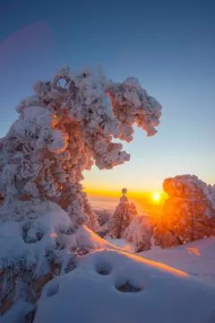 Snow-Covered Trees at Sunset in Winter Mountains Foto stock