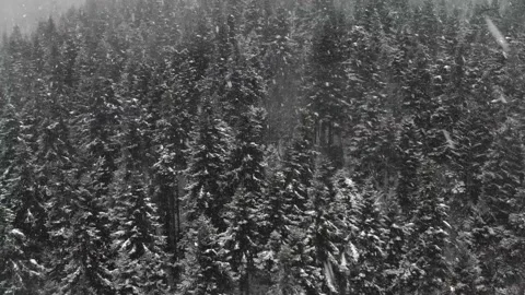 Snow-covered trees from the top in Abant. Beautiful landscape in winter time. Stock Footage 133279022