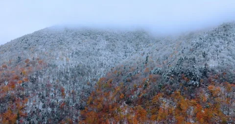 Snow-covered trees on top of a mountain amidst fog and clouds. Aerial view Stock Footage 291406734