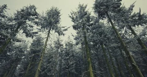 Snow covered trees in a tranquil winter forest during overcast weather Stock Illustration