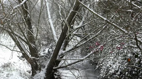 Snow-covered trees, tree branches, plants and rose hips over streamlet in winter Stock Footage 99873575