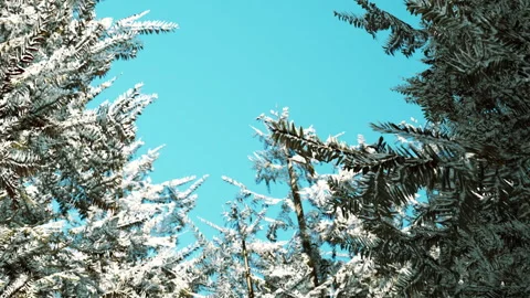 Snow covered trees under clear blue sky in winter season Stock Footage 339865479