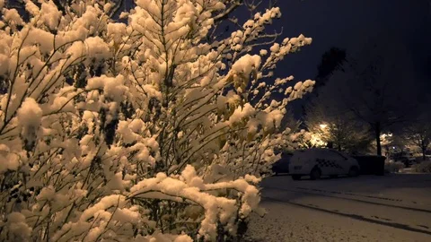 Snow-covered trees under the lamp in the yard Stock Footage 82901955
