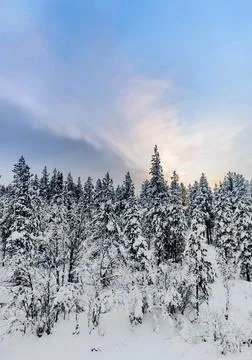 Snow covered trees under light blue sky with clouds Stock Photos